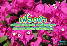 เฟื่องฟ้า ราชินีแห่งไม้ประดับ เป็นทั้งยารักษาและความสวยงามให้กับบ้าน เฟื่องฟ้า ราชินีแห่งไม้ประดับ เป็นทั้งยารักษาและความสวยงามให้กับบ้าน