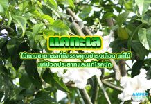 แคทะเล ไม้แถบชายทะเลที่มีสรรพคุณบำรุงเลือด แก้ไข้ แก้ปวดประสาทและแก้โรคชัก แคทะเล ไม้แถบชายทะเลที่มีสรรพคุณบำรุงเลือด แก้ไข้ แก้ปวดประสาทและแก้โรคชัก