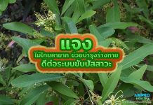 แจง ไม้ไทยหายาก ช่วยบำรุงร่างกาย ดีต่อระบบขับปัสสาวะ แจง ไม้ไทยหายาก ช่วยบำรุงร่างกาย ดีต่อระบบขับปัสสาวะ