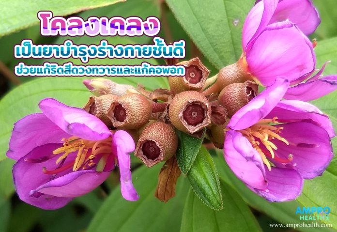 โคลงเคลง เป็นยาบำรุงร่างกายชั้นดี ช่วยแก้ริดสีดวงทวารและแก้คอพอก