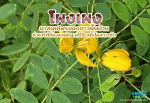 โผงเผง ยาสมุนไพรของชาวพื้นบ้าน ช่วยทำให้นอนหลับ แก้ไข้ แก้ปัสสาวะขัด