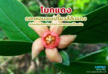 โมกแดง ดอกหอมอมเปรี้ยวสีส้มแดง ดีต่อเส้นเลือดฝอยในร่างกายและแก้โรคบิด โมกแดง ดอกหอมอมเปรี้ยวสีส้มแดง ดีต่อเส้นเลือดฝอยในร่างกายและแก้โรคบิด