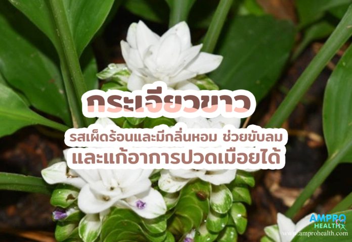 กระเจียวขาว รสเผ็ดร้อนและมีกลิ่นหอม ช่วยขับลมและแก้อาการปวดเมื่อยได้