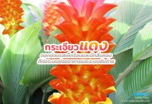 กระเจียวแดง ดอกอ่อนรสเผ็ดร้อนและมีกลิ่นหอม ดีต่อระบบย่อยอาหารและระบบขับถ่าย กระเจียวแดง ดอกอ่อนรสเผ็ดร้อนและมีกลิ่นหอม ดีต่อระบบย่อยอาหารและระบบขับถ่าย