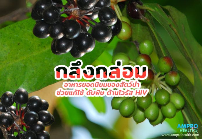 กลึงกล่อม อาหารยอดนิยมของสัตว์ป่า ช่วยแก้ไข้ ดับพิษ ต้านไวรัส HIV