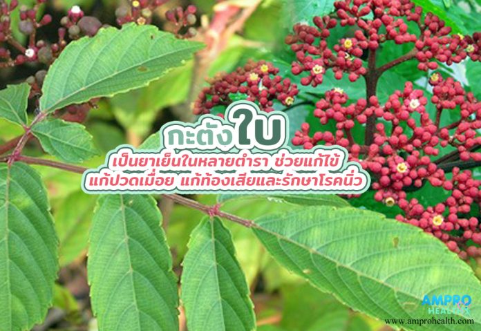 กะตังใบ เป็นยาเย็นในหลายตำรา ช่วยแก้ไข้ แก้ปวดเมื่อย แก้ท้องเสียและรักษาโรคนิ่ว