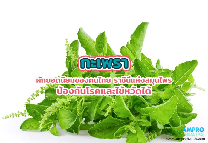 กะเพรา ผักยอดนิยมของคนไทย ราชินีแห่งสมุนไพร ป้องกันโรคและไข้หวัดได้