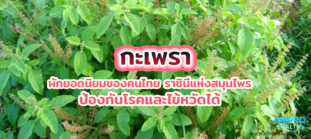 กะเพรา ผักยอดนิยมของคนไทย ราชินีแห่งสมุนไพร ป้องกันโรคและไข้หวัดได้