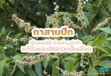 กาสามปีก เป็นยาแก้ไข้ บำรุงหัวใจ แก้นิ่วและปัสสาวะเป็นเลือด กาสามปีก เป็นยาแก้ไข้ ช่วยบำรุงหัวใจ แก้นิ่วและปัสสาวะเป็นเลือด