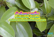 กำลังควายถึก ช่วยบำรุงกำลัง บำรุงเลือดและบรรเทาอาการปวดเมื่อยตามร่างกาย กำลังควายถึก ช่วยบำรุงกำลัง บำรุงเลือดและบรรเทาอาการปวดเมื่อยตามร่างกาย