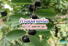 ก้างปลาเครือ ยาแก้ไข้ ช่วยสมานแผล ลดระดับน้ำตาลในเลือดได้ ก้างปลาเครือ ยาแก้ไข้ ช่วยสมานแผล ลดระดับน้ำตาลในเลือดได้