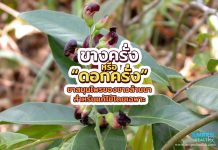 ขางครั่ง หรือ “ดอกครั่ง” ยาสมุนไพรของชาวล้านนา สำหรับแก้ไข้โดยเฉพาะ ขางครั่ง หรือ “ดอกครั่ง” ยาสมุนไพรของชาวล้านนา สำหรับแก้ไข้โดยเฉพาะ