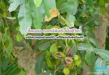 ขี้หนอน ดอกมีพิษถึงขั้นชีวิต! แต่มีสรรพคุณช่วยแก้นิ่ว แก้ไข้และดับพิษร้อนได้ ขี้หนอน ดอกมีพิษถึงขั้นชีวิต! แต่มีสรรพคุณช่วยแก้นิ่ว แก้ไข้และดับพิษร้อนได้