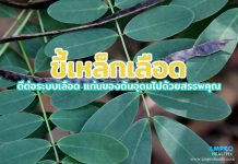 ขี้เหล็กเลือด ดีต่อระบบเลือด แก่นของต้นอุดมไปด้วยสรรพคุณ ขี้เหล็กเลือด ดีต่อระบบเลือด แก่นของต้นอุดมไปด้วยสรรพคุณ