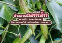 ข้าวสารดอกเล็ก ดอกสีขาวส่งกลิ่นหอม มีสรรพคุณที่ช่วยรักษาโรคทางดวงตา ข้าวสารดอกเล็ก ดอกสีขาวส่งกลิ่นหอม มีสรรพคุณที่ช่วยรักษาโรคทางดวงตา