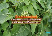 ข้าวสารดอกใหญ่ ดอกสีขาวกลิ่นหอม เมล็ดช่วยแก้ไข้และขับเหงื่อ รากใช้รักษาดวงตา ข้าวสารดอกใหญ่ ดอกสีขาวกลิ่นหอม เมล็ดช่วยแก้ไข้และขับเหงื่อ รากใช้รักษาดวงตา