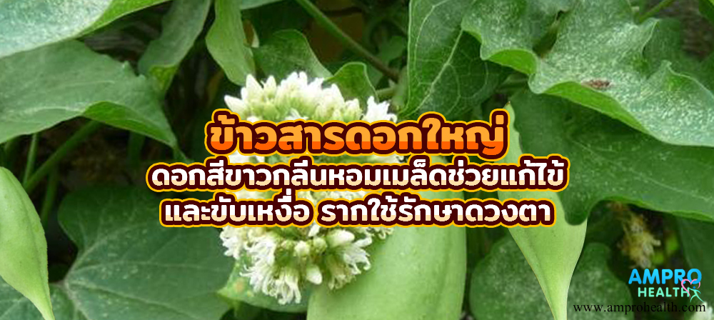 ข้าวสารดอกใหญ่ ดอกสีขาวกลิ่นหอม เมล็ดช่วยแก้ไข้และขับเหงื่อ รากใช้รักษาดวงตา