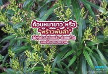 ค้อนหมาขาว หรือพร้าวพันลำ ไม้พุ่มป่าดิบแล้ง แก้ไอ รักษาเบาหวาน ค้อนหมาขาว หรือ “พร้าวพันลำ” ไม้พุ่มในป่าดิบแล้ง ช่วยแก้ไอและรักษาเบาหวาน