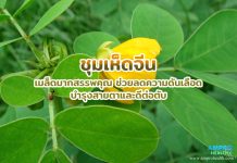 ชุมเห็ดจีน เมล็ดมากสรรพคุณ ช่วยลดความดันเลือด บำรุงสายตาและดีต่อตับ ชุมเห็ดจีน เมล็ดมากสรรพคุณ ช่วยลดความดันเลือด บำรุงสายตาและดีต่อตับ