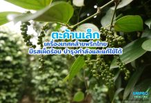 ตะค้านเล็ก เครื่องเทศคล้ายพริกไทย มีรสเผ็ดร้อน บำรุงกำลังและแก้ไข้ได้ ตะค้านเล็ก เครื่องเทศคล้ายพริกไทย มีรสเผ็ดร้อน บำรุงกำลังและแก้ไข้ได้