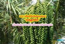 ตาว หรือรู้จักกันในรูปแบบ “ผลลูกชิด” เป็นปาล์มชนิดหนึ่งที่หายากในปัจจุบัน ตาว หรือรู้จักกันในรูปแบบ “ผลลูกชิด” เป็นปาล์มชนิดหนึ่งที่หายากในปัจจุบัน