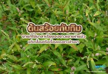 ต้นสร้อยทับทิม ยาแก้ไข้มาลาเรียของชาวเขาเผ่าแม้ว แก้เกลื้อนหรือเรื้อนของชาวล้านนา ต้นสร้อยทับทิม ยาแก้ไข้มาลาเรียของชาวเขาเผ่าแม้ว แก้เกลื้อนหรือเรื้อนของชาวล้านนา