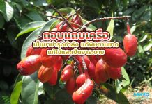 ถอบแถบเครือ เป็นยาบำรุงกำลัง แก้พิษตานซาง แก้ไข้และเป็นยาระบาย ถอบแถบเครือ เป็นยาบำรุงกำลัง แก้พิษตานซาง แก้ไข้และเป็นยาระบาย