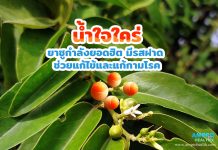 น้ำใจใคร่ ยาชูกำลังยอดฮิต มีรสฝาด ช่วยแก้ไข้และแก้กามโรค น้ำใจใคร่ ยาชูกำลังยอดฮิต มีรสฝาด ช่วยแก้ไข้และแก้กามโรค