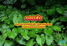 บอนส้ม พบทางป่าภาคใต้เท่านั้น เป็นยาดีต่อลำคอ ช่วยกัดเสมหะและแก้ไอได้