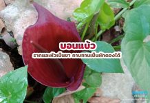 บอนแบ้ว รากและหัวเป็นยา กาบทานเป็นผักดองได้ บอนแบ้ว รากและหัวเป็นยา กาบทานเป็นผักดองได้