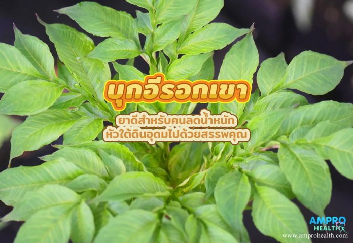 บุกอีรอกเขา ยาดีสำหรับคนลดน้ำหนัก หัวใต้ดินอุดมไปด้วยสรรพคุณ