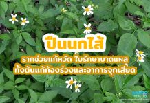 ปืนนกไส้ รากช่วยแก้หวัด ใบรักษาบาดแผล ทั้งต้นแก้ท้องร่วงและอาการจุกเสียด ปืนนกไส้ รากช่วยแก้หวัด ใบรักษาบาดแผล ทั้งต้นแก้ท้องร่วงและอาการจุกเสียด