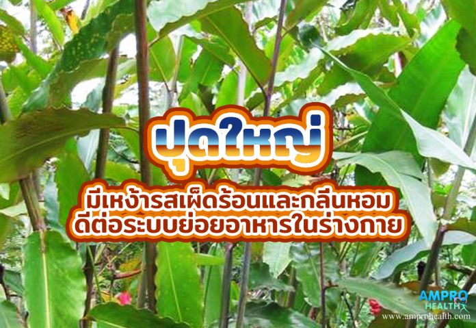 ปุดใหญ่ มีเหง้ารสเผ็ดร้อนและกลิ่นหอม ดีต่อระบบย่อยอาหารในร่างกาย