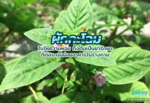 ผักกะโฉม ใบให้ความหอม ทั้งต้นเป็นยารักษา ดีต่อระบบย่อยอาหารในร่างกาย ผักตบไทย ทั้งต้นรสจืด แก้พิษในร่างกาย แก้รังแค เป็นยาขับลมและขับปัสสาวะ