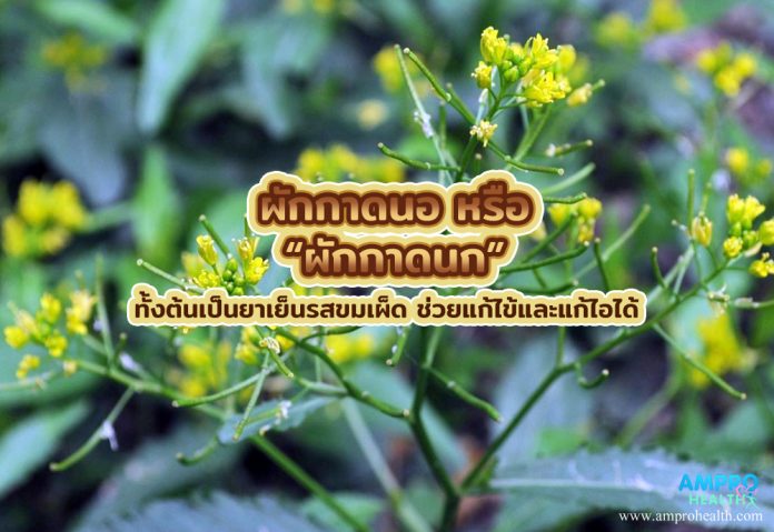 ผักกาดนอ หรือ “ผักกาดนก” ทั้งต้นเป็นยาเย็นรสขมเผ็ด ช่วยแก้ไข้และแก้ไอได้