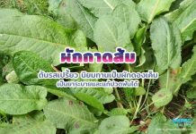 ผักกาดส้ม ต้นรสเปรี้ยว นิยมทานเป็นผักดองเค็ม เป็นยาระบายและแก้ปวดฟันได้ ผักกาดส้ม ต้นรสเปรี้ยว นิยมทานเป็นผักดองเค็ม เป็นยาระบายและแก้ปวดฟันได้