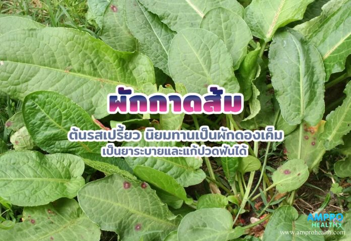 ผักกาดส้ม ต้นรสเปรี้ยว นิยมทานเป็นผักดองเค็ม เป็นยาระบายและแก้ปวดฟันได้