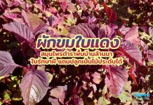 ผักขมใบแดง สมุนไพรตำราพื้นบ้านล้านนา ใบรักษาฝี แถมปลูกเป็นไม้ประดับได้ ผักขมใบแดง สมุนไพรตำราพื้นบ้านล้านนา ใบรักษาฝี แถมปลูกเป็นไม้ประดับได้