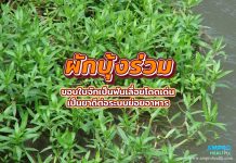 ผักบุ้งร่วม ขอบใบจักเป็นฟันเลื่อยโดดเด่น เป็นยาดีต่อระบบย่อยอาหาร ผักบุ้งร่วม ขอบใบจักเป็นฟันเลื่อยโดดเด่น เป็นยาดีต่อระบบย่อยอาหาร