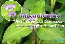 ผักปลาบใบกว้าง ช่วยให้เจริญอาหาร เป็นยาระบาย แก้ระคายเคืองผิวหนังและแก้ปวด ผักตบไทย ทั้งต้นรสจืด แก้พิษในร่างกาย แก้รังแค เป็นยาขับลมและขับปัสสาวะ