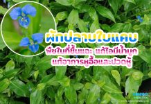 ผักปลาบใบแคบ พืชในที่ชื้นแฉะ แก้ไอมีน้ำมูก แก้อาการหูอื้อและปวดหู ผักปลาบใบแคบ พืชในที่ชื้นแฉะ แก้ไอมีน้ำมูก แก้อาการหูอื้อและปวดหู