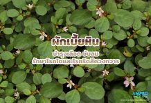 ผักเบี้ยหิน บำรุงเลือด ขับลม รักษาโรคไตและโรคริดสีดวงทวาร ผักเบี้ยหิน บำรุงเลือด ขับลม รักษาโรคไตและโรคริดสีดวงทวาร