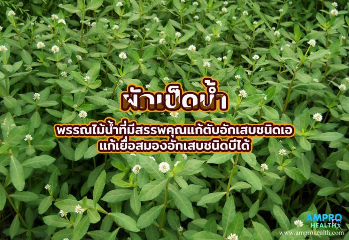 ผักเป็ดน้ำ พรรณไม้น้ำที่มีสรรพคุณแก้ตับอักเสบชนิดเอ แก้เยื่อสมองอักเสบชนิดบีได้