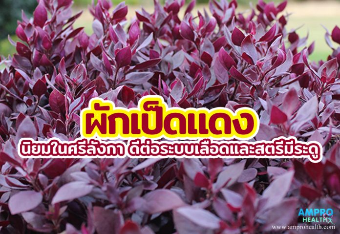 ผักเป็ดแดง นิยมในศรีลังกา ดีต่อระบบเลือดและสตรีมีระดู