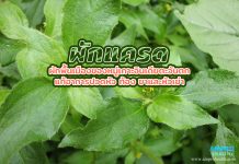 ผักแครด ผักพื้นเมืองของหมู่เกาะอินเดียตะวันตก แก้อาการปวดหัว ท้อง ขาและหัวเข่า ผักแครด ผักพื้นเมืองของหมู่เกาะอินเดียตะวันตก แก้อาการปวดหัว ท้อง ขาและหัวเข่า