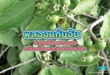 พลองแก้มอ้น ช่วยแก้ไข้ สมานแผล แก้แผลเปื่อยและรักษาโรคเหงือก พลองแก้มอ้น ช่วยแก้ไข้ สมานแผล แก้แผลเปื่อยและรักษาโรคเหงือก