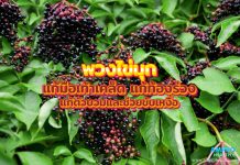 พวงไข่มุก แก้มือเท้าเคล็ด แก้ท้องร่วง แก้ตัวบวมและช่วยขับเหงื่อ พวงไข่มุก แก้มือเท้าเคล็ด แก้ท้องร่วง แก้ตัวบวมและช่วยขับเหงื่อ