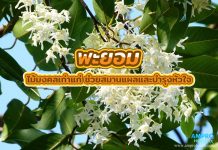 พะยอม ไม้มงคลเก่าแก่ ช่วยสมานแผลและบำรุงหัวใจ พะยอม ไม้มงคลเก่าแก่ ช่วยสมานแผลและบำรุงหัวใจ