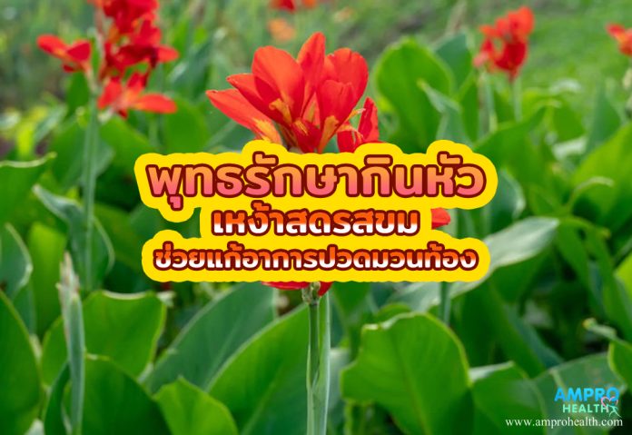 พุทธรักษากินหัว เหง้าสดรสขม ช่วยแก้อาการปวดมวนท้อง