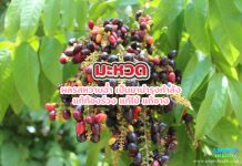 มะหวด ผลรสหวานฉ่ำ เป็นยาบำรุงกำลัง แก้ท้องร่วง แก้ไข้ แก้ซาง มะหวด ผลรสหวานฉ่ำ เป็นยาบำรุงกำลัง แก้ท้องร่วง แก้ไข้ แก้ซาง